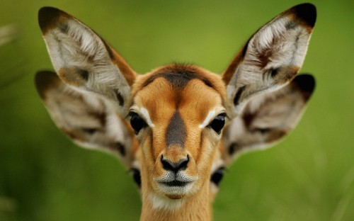 Image brown and white giraffe on green grass field during daytime