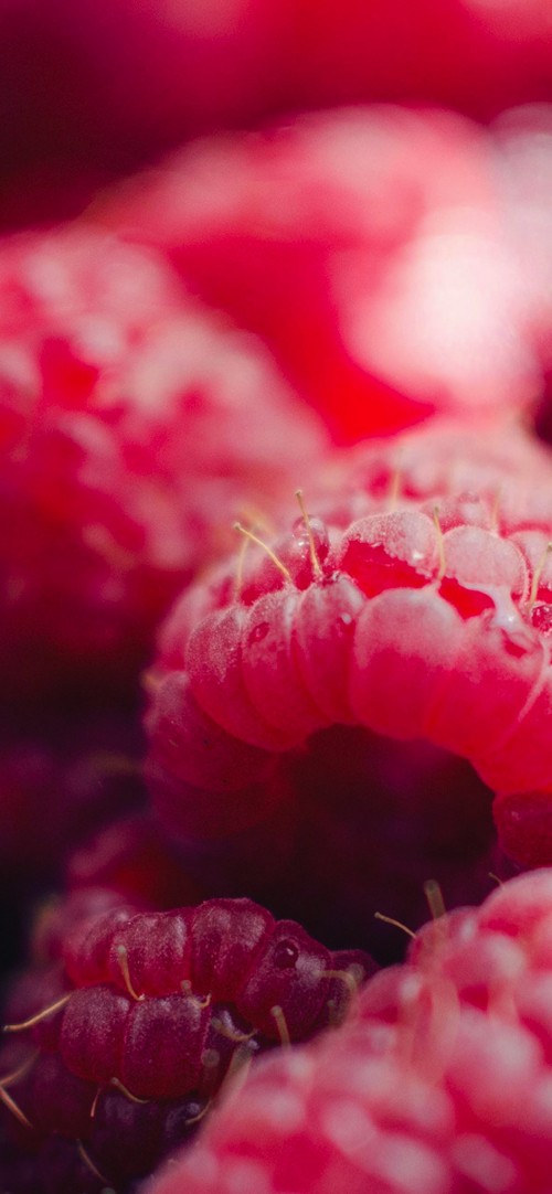 Image pink flower in macro lens