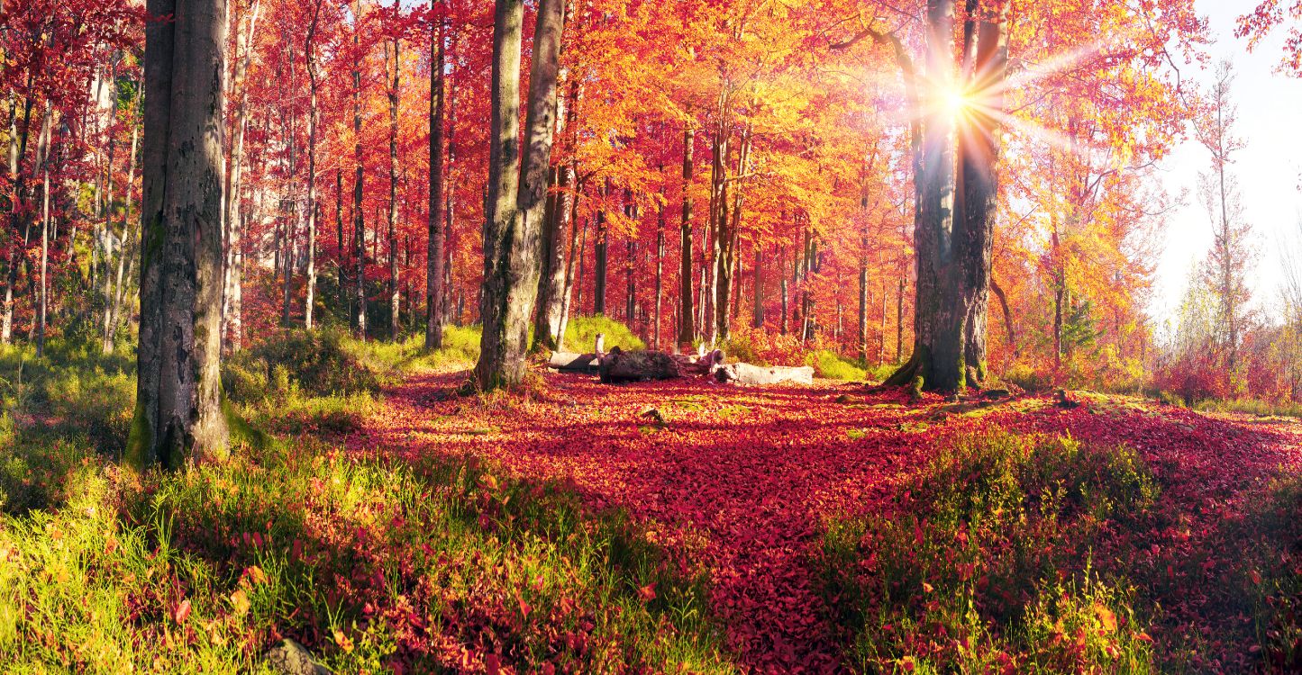 Tagsüber Braune Und Grüne Bäume Unter Weißem Himmel. Wallpaper in 5555x2883 Resolution