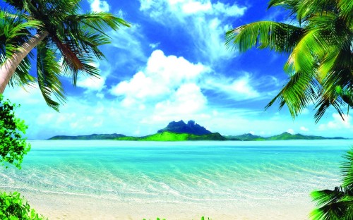 Image green coconut tree near sea during daytime