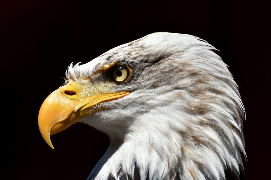 Tête D'aigle Blanche et Brune. Wallpaper in 6000x4000 Resolution