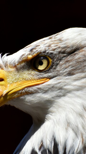 Image white and brown eagle head