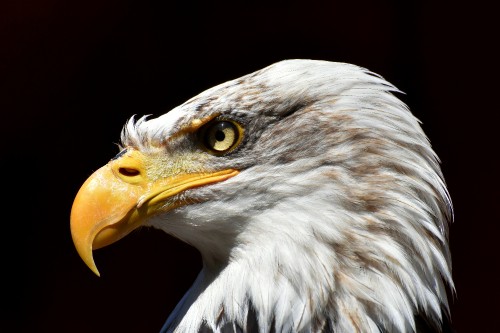 Image white and brown eagle head