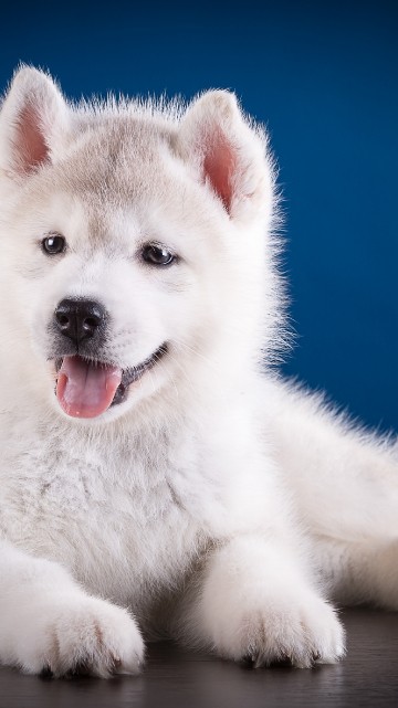 Image white siberian husky puppy lying on the ground