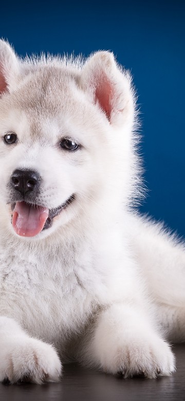 Image white siberian husky puppy lying on the ground