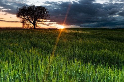 Image green grass field during sunset