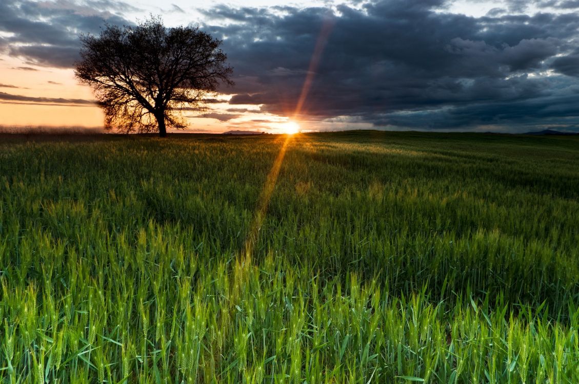 green grass field during sunset