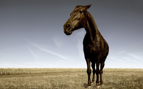 Image brown horse on brown field during daytime