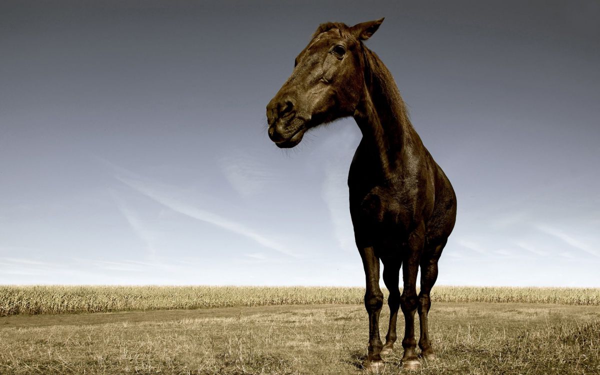 brown horse on brown field during daytime