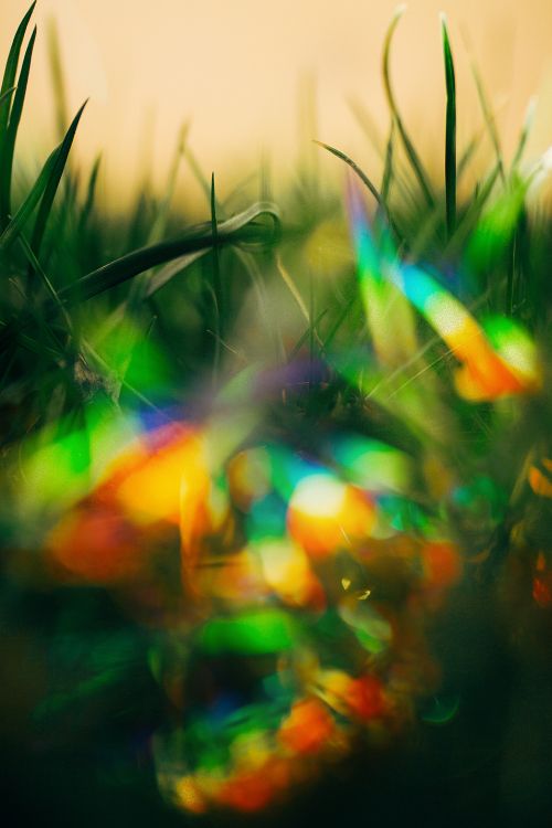 Bokeh, Green, Light, Colorfulness, Leaf. Wallpaper in 3456x5184 Resolution