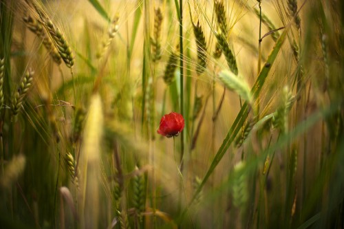 Image red flower in green wheat field