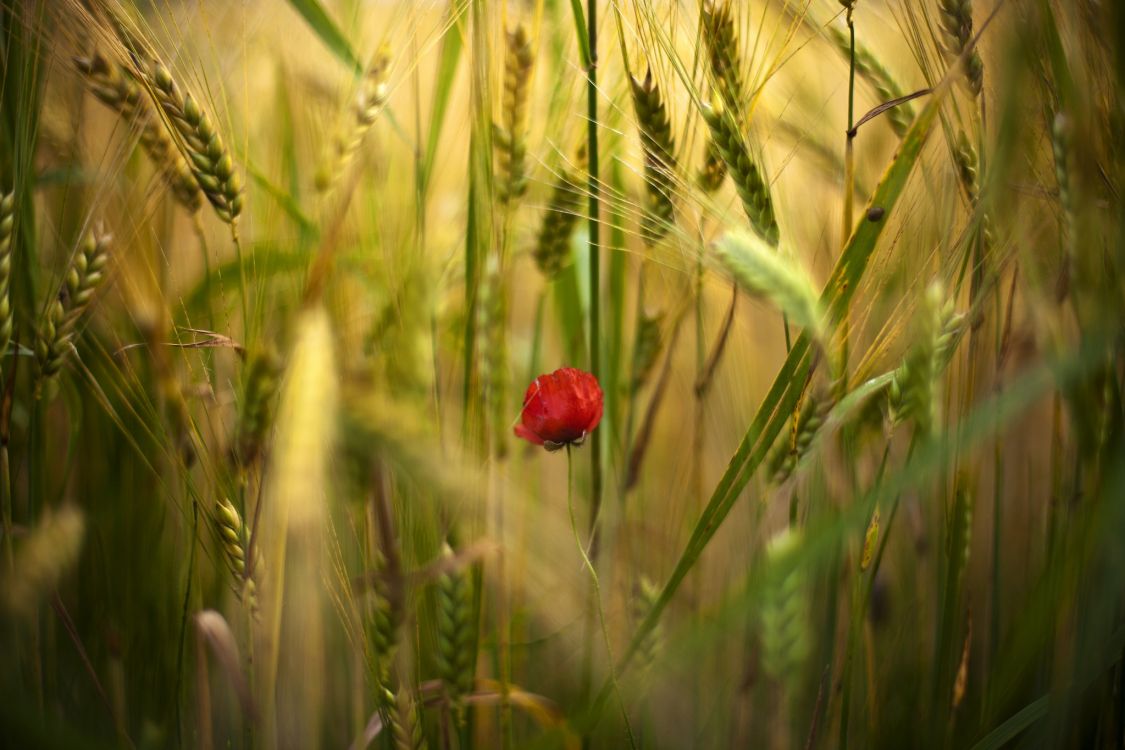 red flower in green wheat field