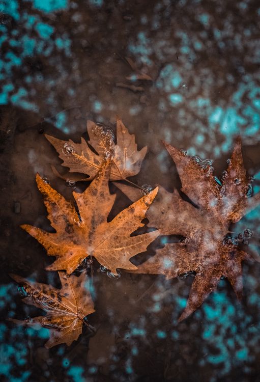 Tehran, Plants, flower, plant, autumn