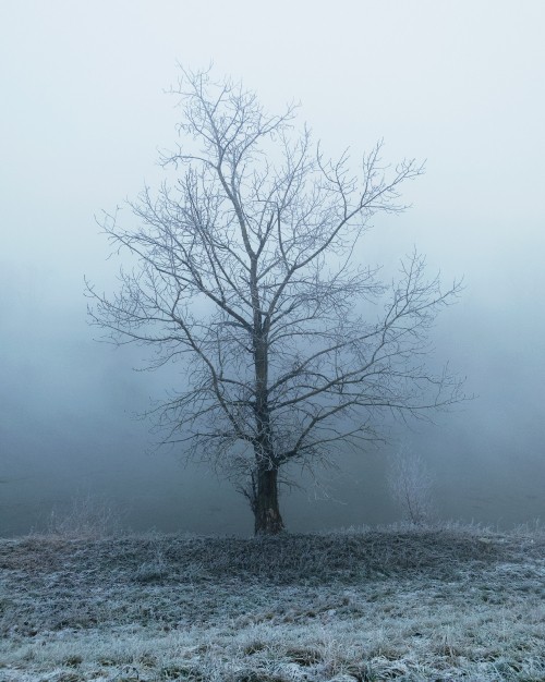 Image leafless tree covered by snow