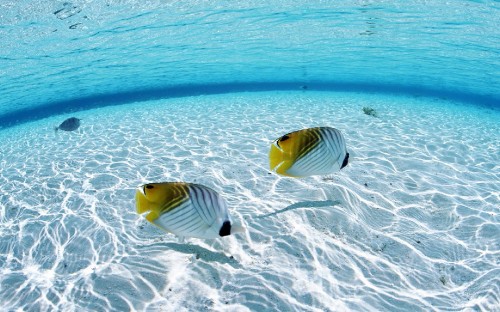 Image yellow and white striped fish on blue water