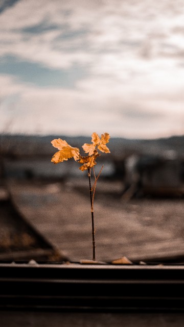 Image leaf, flower, yellow, cloud, plant
