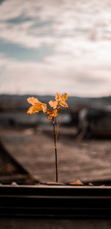 Image leaf, flower, yellow, cloud, plant