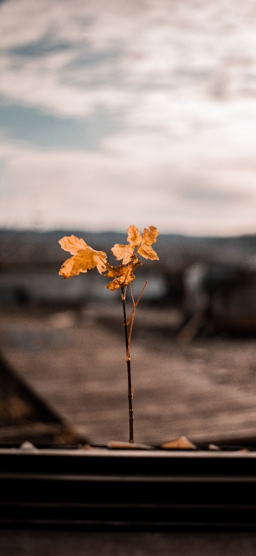 Image leaf, flower, yellow, cloud, plant
