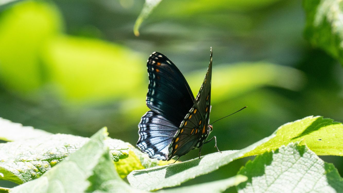 Lycaenid 昆虫 蝴蝶 节肢动物 翼高清壁纸 动物图片 桌面背景和图片