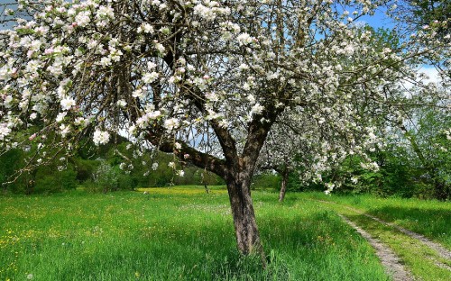 Image white cherry blossom tree on green grass field during daytime