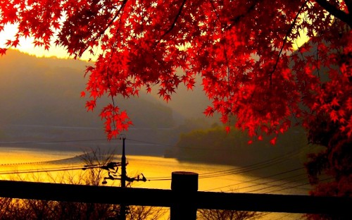 Image red leaf tree on grass field