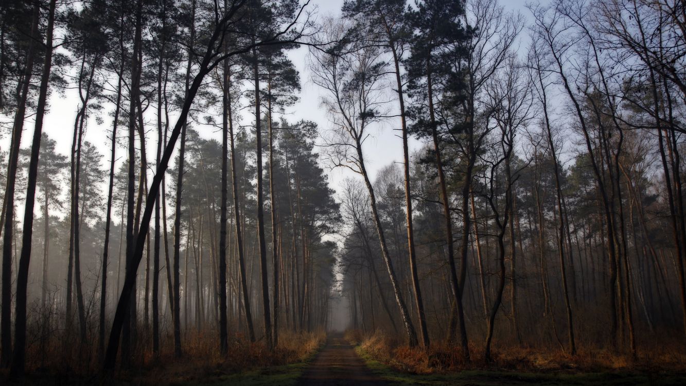 brown pathway between trees covered with fog