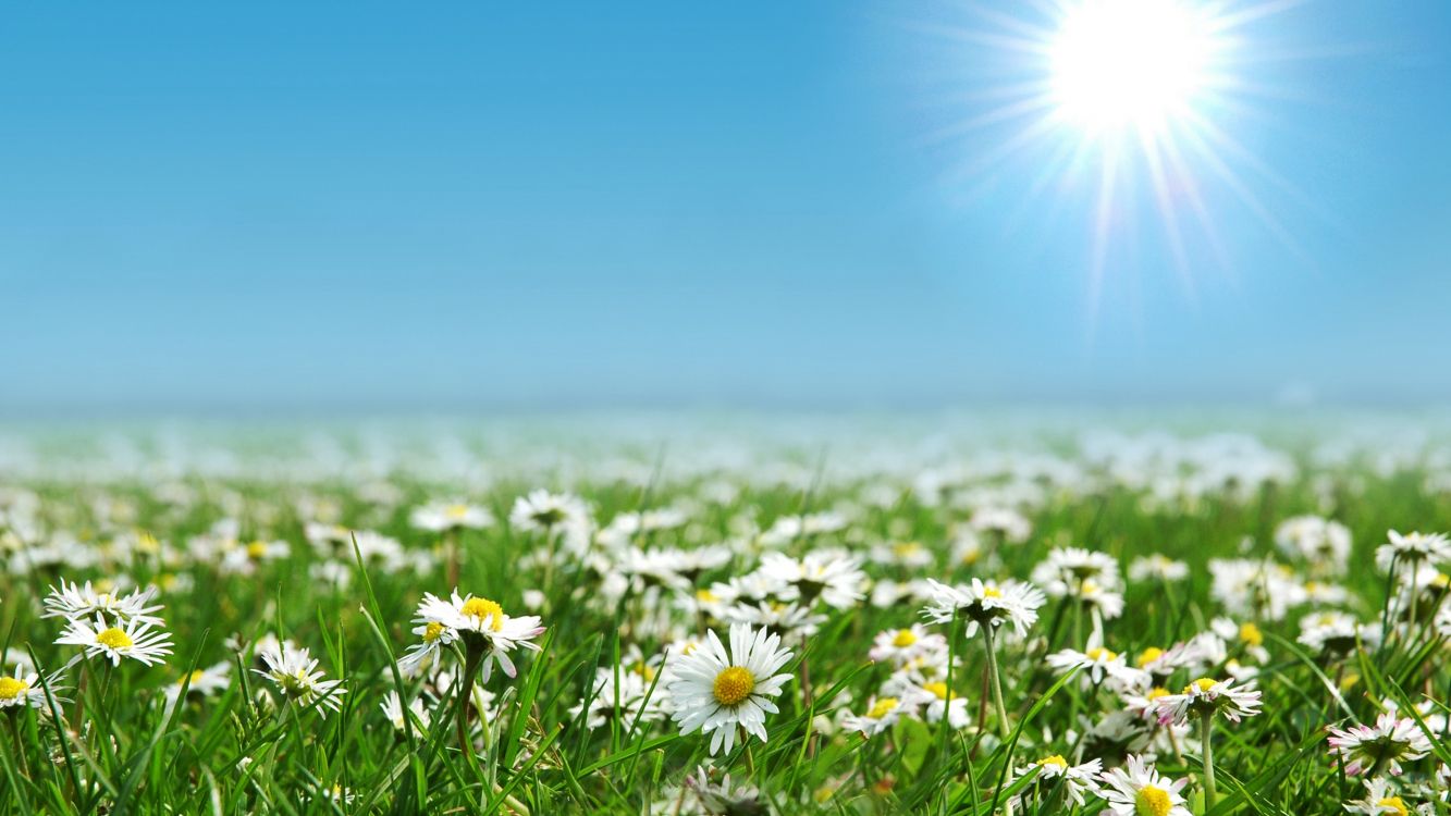 white daisy flowers under blue sky during daytime