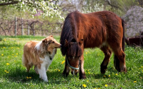 Image brown and white horse on green grass field during daytime