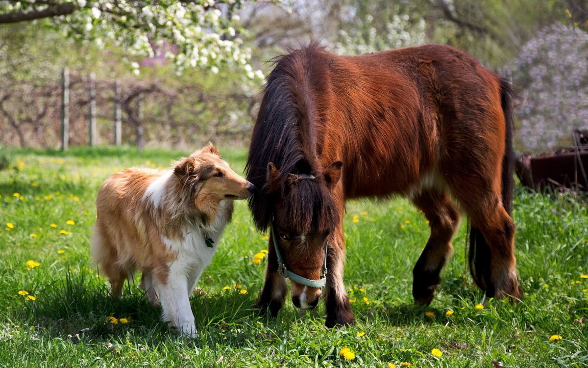 brown and white horse on green grass field during daytime