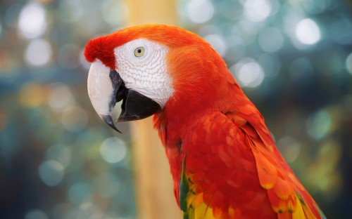 Image red yellow and green parrot