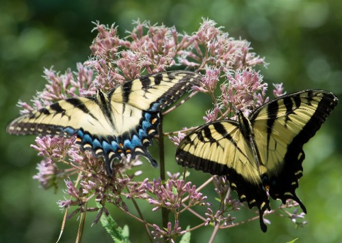 Image tiger swallowtail butterfly perched on pink flower during daytime