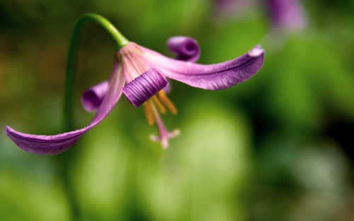 Image purple flower bud in macro shot