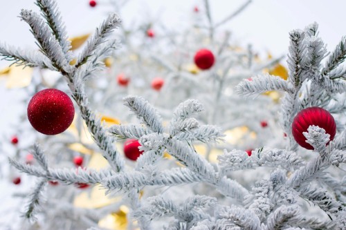 Image red fruit on green tree covered with snow