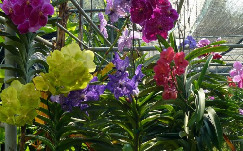 Image purple and yellow flowers with green leaves