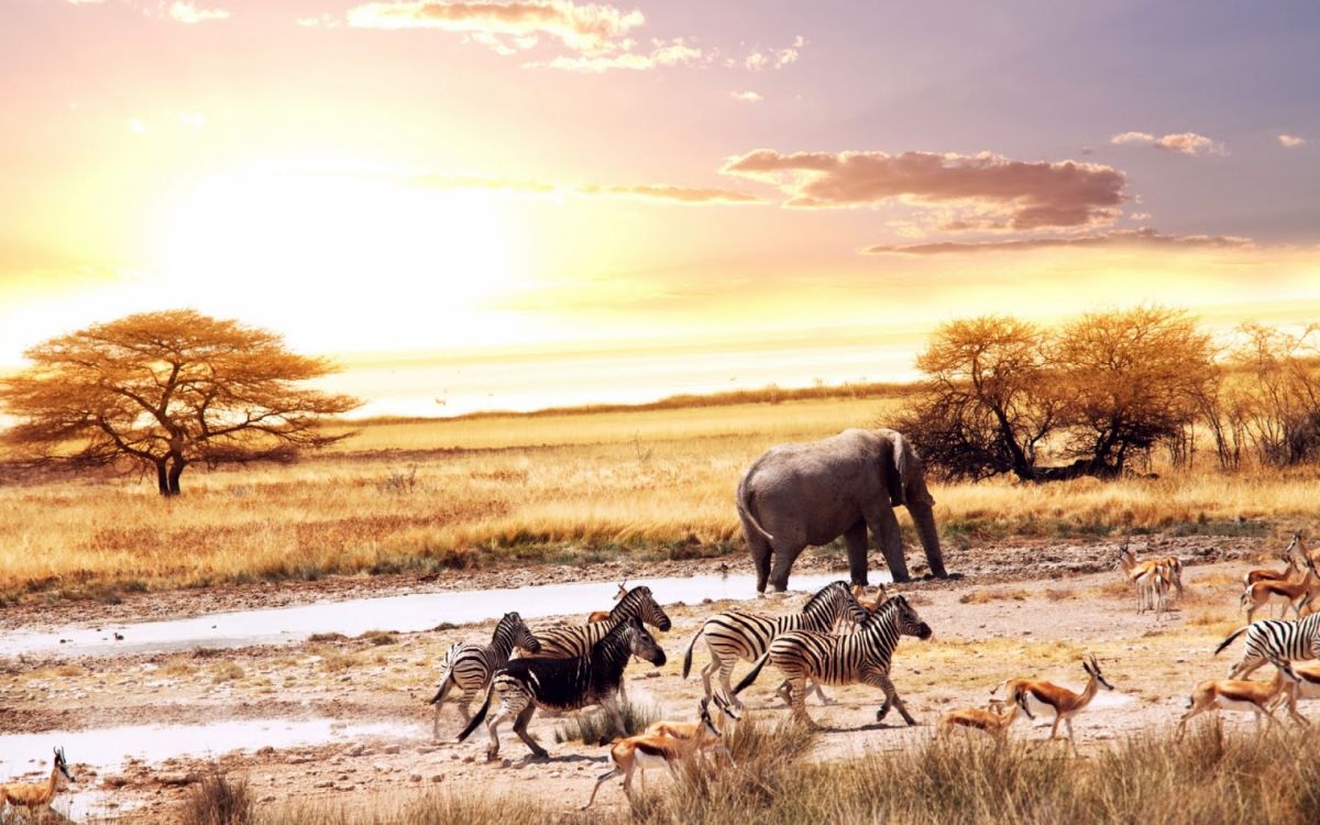 three zebra on brown field during daytime