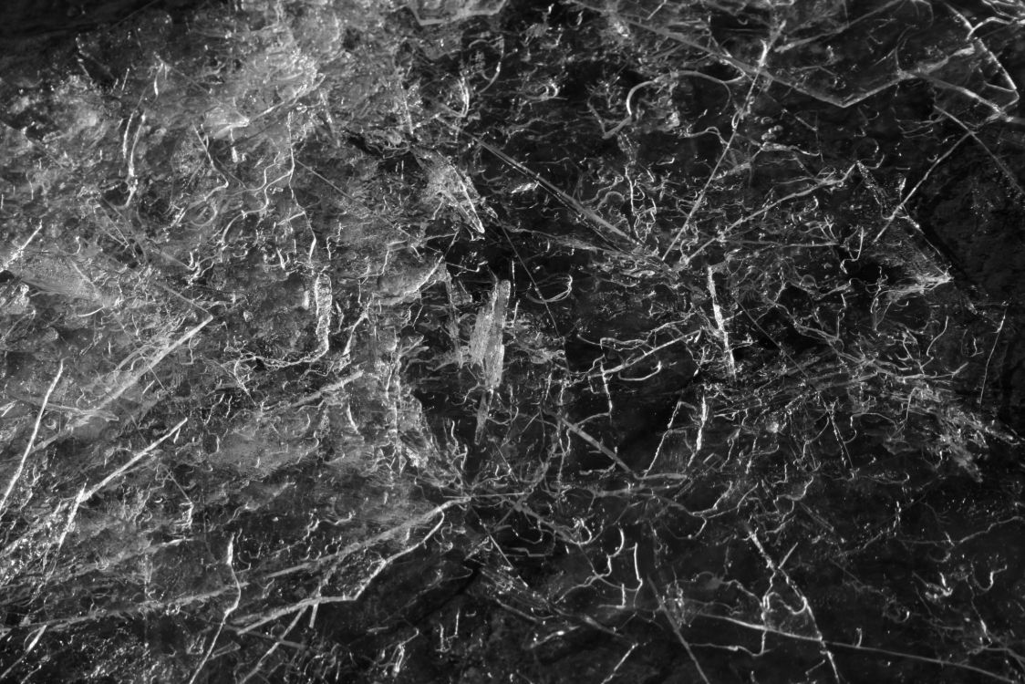 Photo en Niveaux de Gris D'arbres et de Plantes. Wallpaper in 2200x1467 Resolution