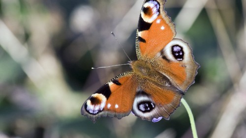 Image brown and black butterfly on green plant