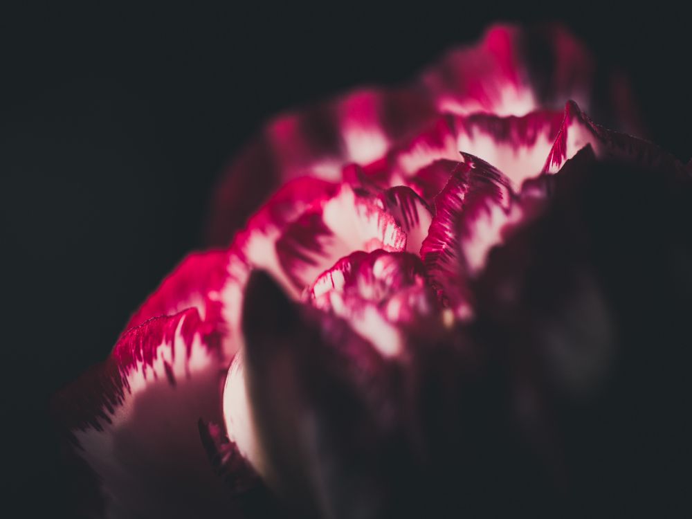 red flower in black background