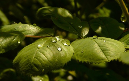 Image water droplets on green leaf