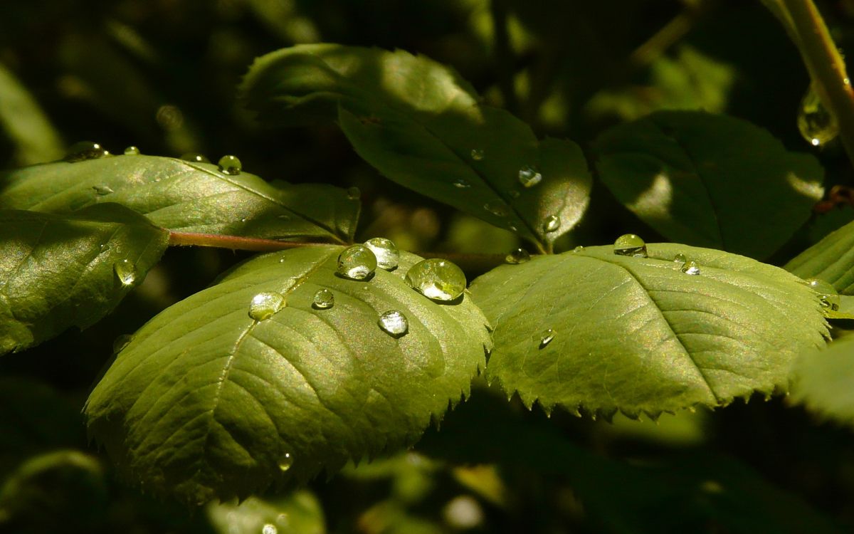 water droplets on green leaf