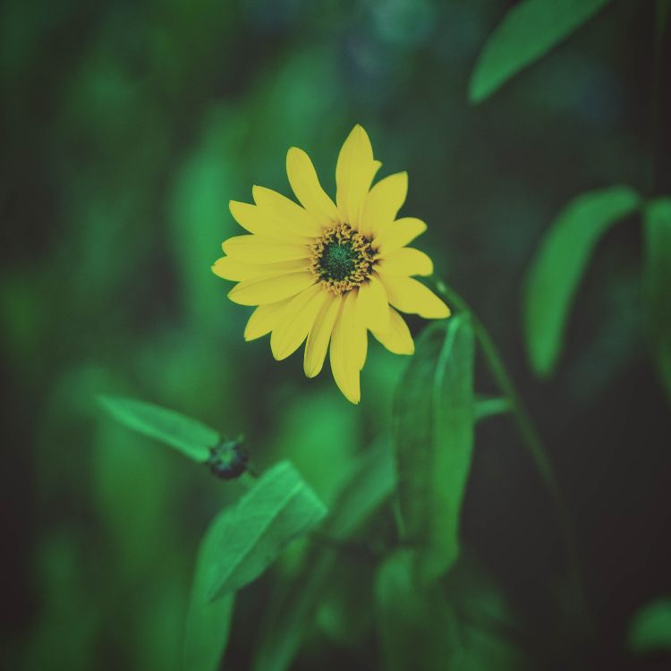 Gelbe Blume in Tilt-Shift-Linse. Wallpaper in 3456x3456 Resolution