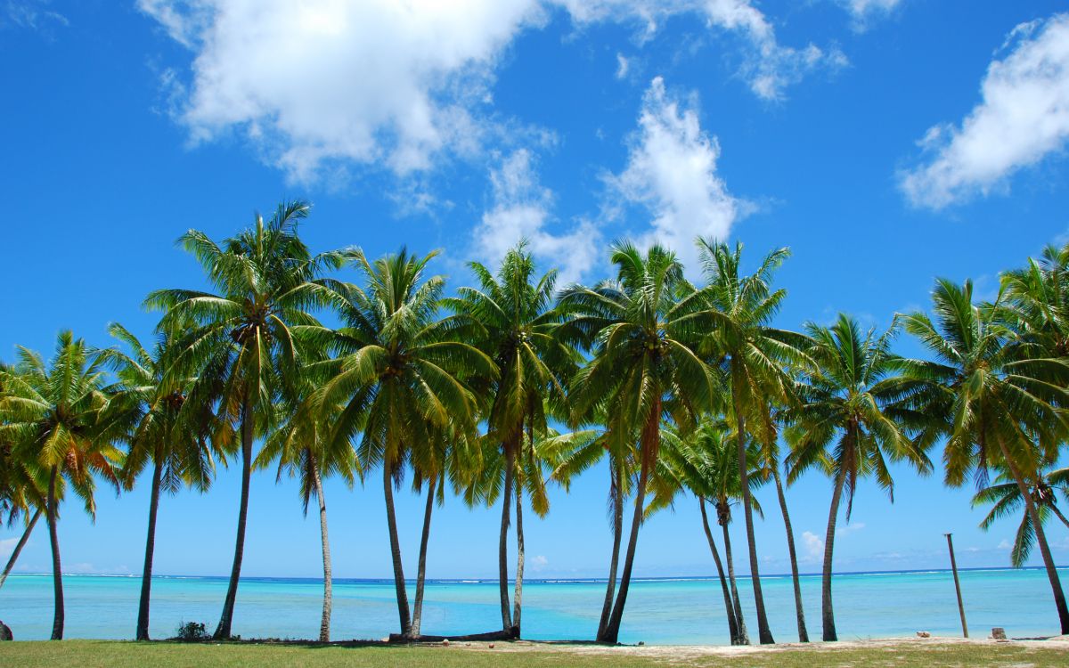 Palmiers Sur la Plage Pendant la Journée. Wallpaper in 2560x1600 Resolution