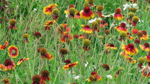 Image red and yellow flowers with green leaves