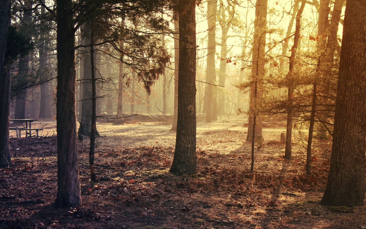 Atmosphäre, Ökoregion, Menschen in Der Natur, Naturlandschaft, Holz. Wallpaper in 3840x2400 Resolution