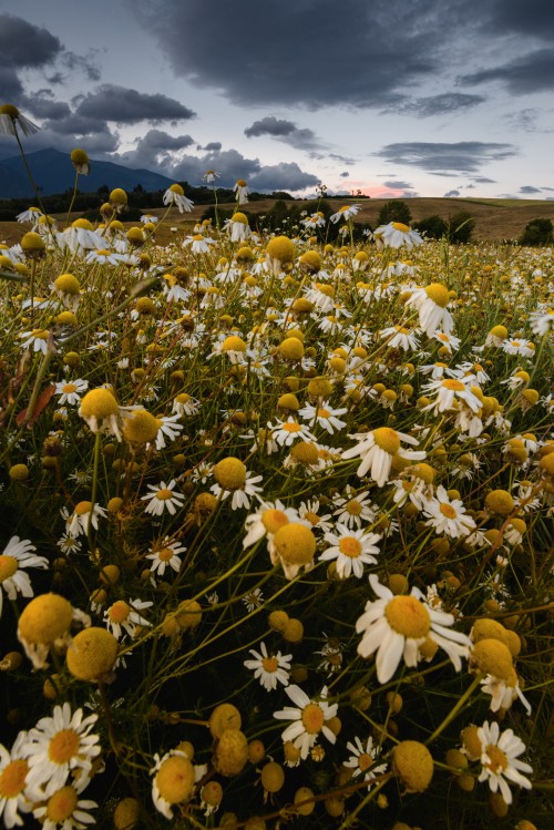 Image white and yellow flowers under blue sky during daytime