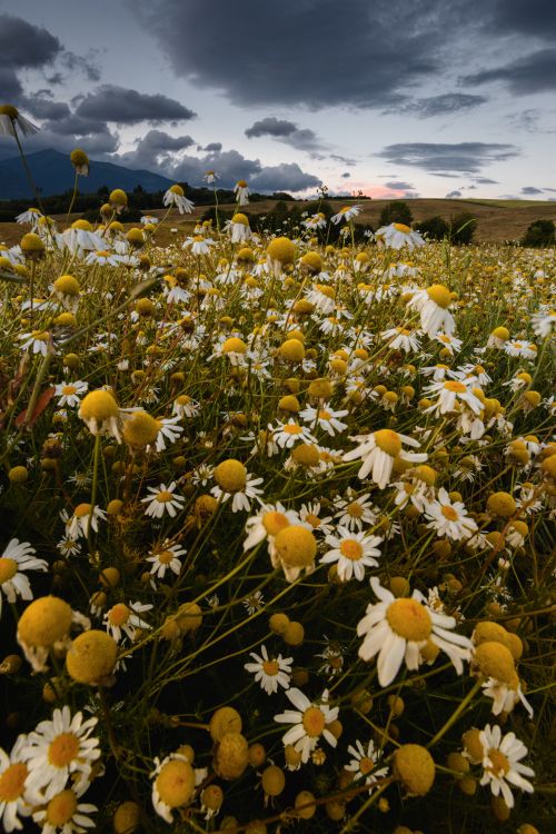 Weiße Und Gelbe Blumen Unter Blauem Himmel Tagsüber. Wallpaper in 4016x6016 Resolution