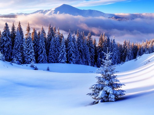 Image snow covered pine trees and mountains during daytime