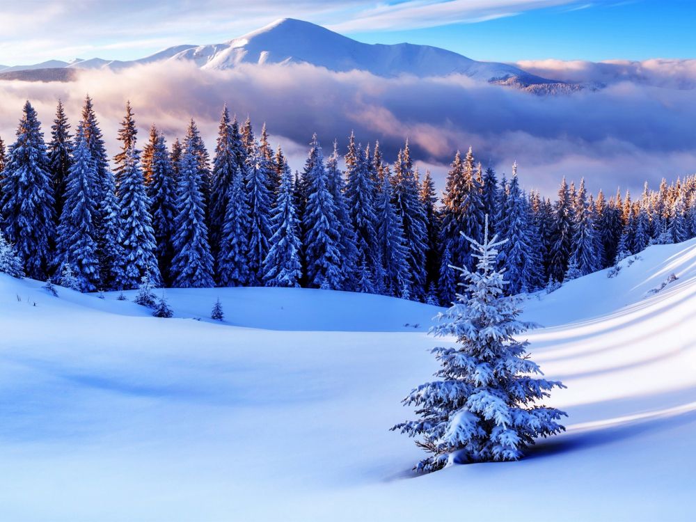 snow covered pine trees and mountains during daytime