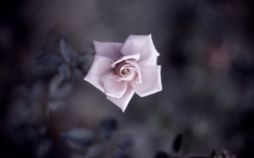 Image white rose in bloom during daytime