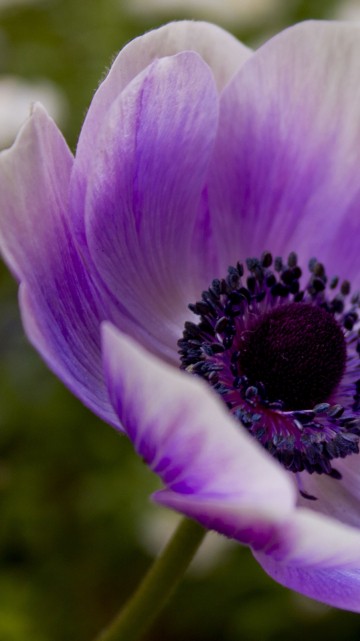 Image purple flower in tilt shift lens